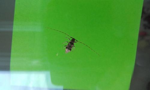 Leiopus sp.